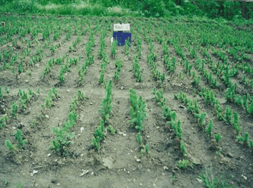 云杉苗木用林用惠尔31天后效果