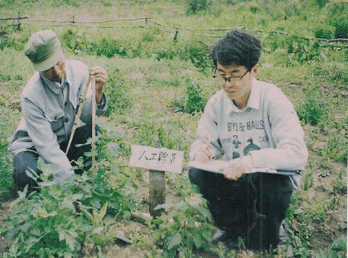 云杉苗木人工除草31天后效果