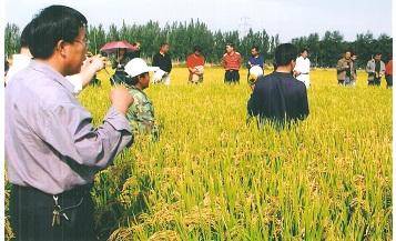 宁夏某农场施用拌肥王施肥现场会议