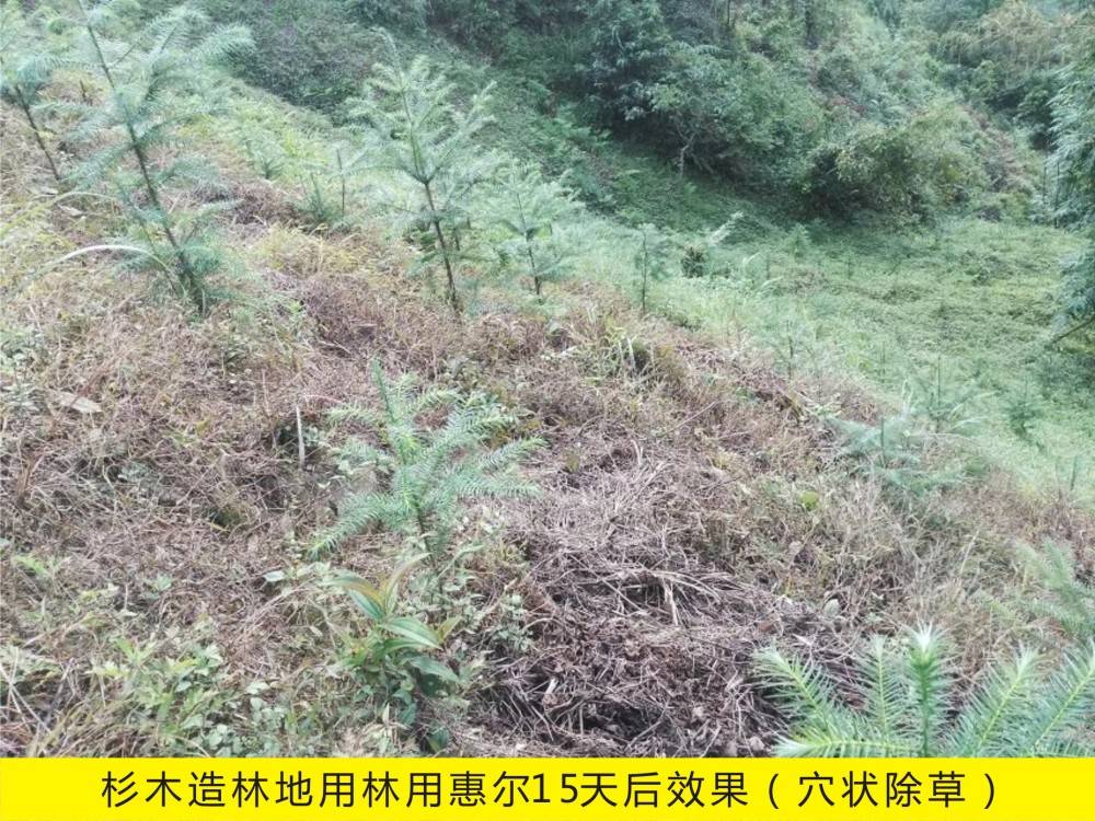 云南省田畴县使用林用惠尔防除杉木林地杂草