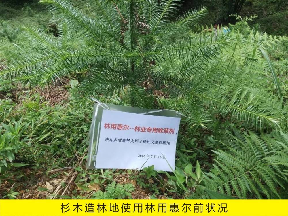 云南省田畴县使用林用惠尔防除杉木林地杂草