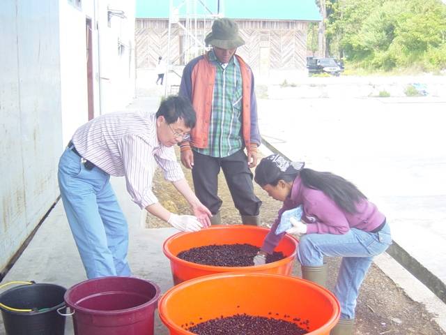 指导印尼某公司培育“生物财油树ECO-5”苗木