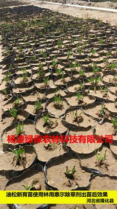 油松新育苗使用林用惠尔除草剂出苗后效果