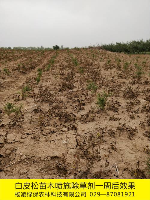 8000亩苗木基地使用化学除草剂效果1