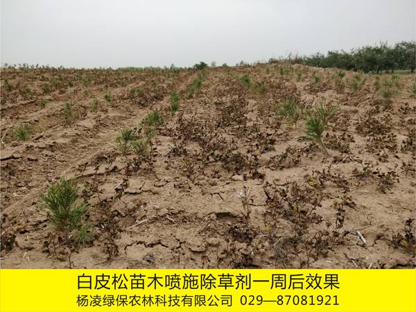 8000亩苗木基地使用化学除草剂效果2