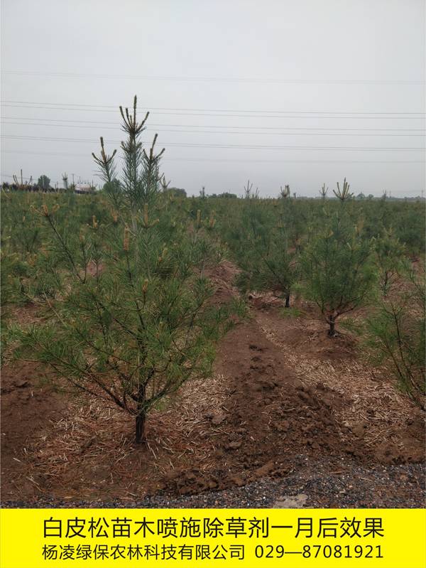 白皮松苗木基地化学除草1