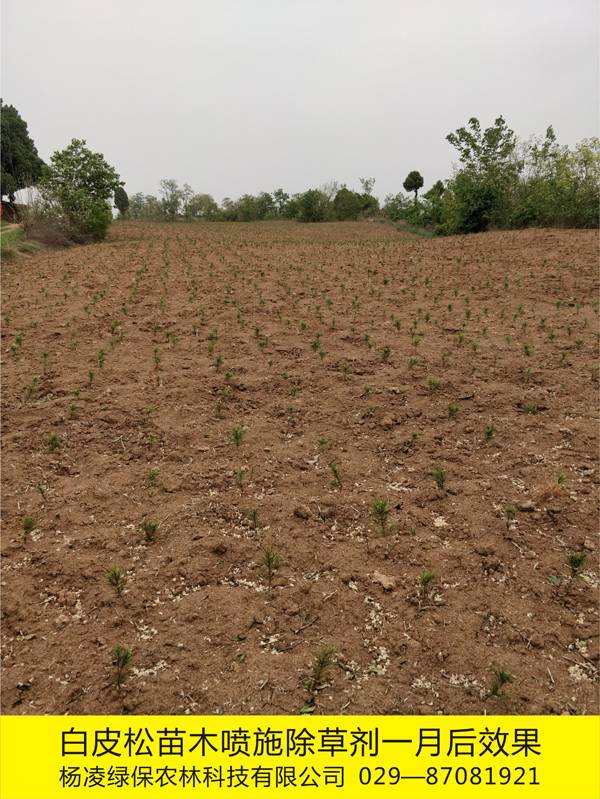白皮松苗木基地化学除草2