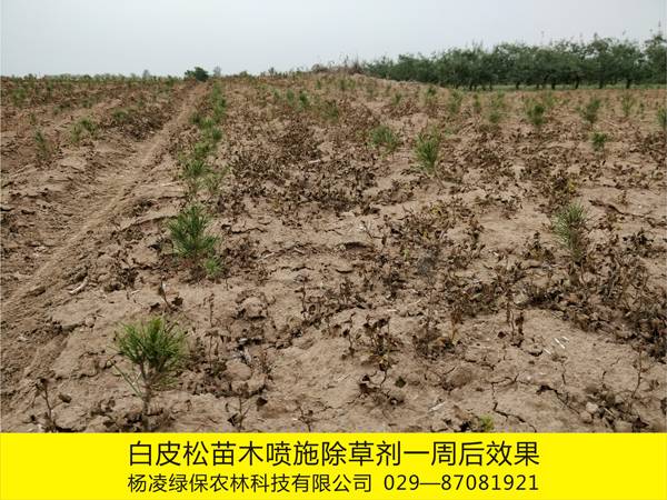白皮松苗木化学除草效果3